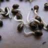 What is the best way to germinate cannabis seeds?