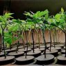 Cannabis Breeding Techniques