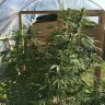 Why Greenhouses are becoming so popular for cannabis growing
