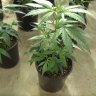 Cannabis Genetics 101: Stabilising a strain