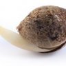 How To Germinate Cannabis Seeds! (100% SUCCESS RATE!)
