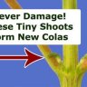 Defoliating Cannabis for Increased Marijuana Yields