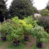 Growing Cannabis Outdoors