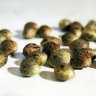 How to Rescue and Germinate Old Cannabis Seeds