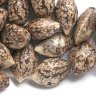 How To Germinate Old Weed Seeds And Bring Them Back To Life