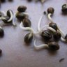 Marijuana Germination Overnight by Scarifying Seed Shell