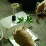 Cloning the Very Easy Way