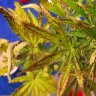 Common causes of death in cannabis plants