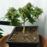 How to Grow Your Own Cannabis Bonsai Tree (Step by Step)