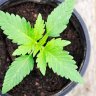 How to Grow Organic Cannabis at Home