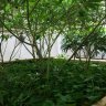 The Many Benefits Of No-Till Cannabis Farming