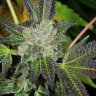 Sustainable Cannabis Growing Practices