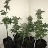 Perpetual Harvesting: Ensure Multiple Harvests of Ripe Buds Per Year