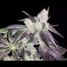Is it Better to Harvest Cannabis Early or Late?