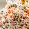 Lactic Acid Bacteria (LAB) Boosts Potency, Terpenes and Yield