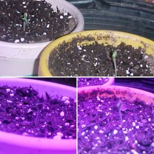 Daydream X AK47  Babies