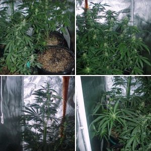 GROW IN TENT 1 @ 2
