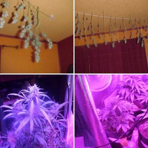 new harvest Critical x Ak47