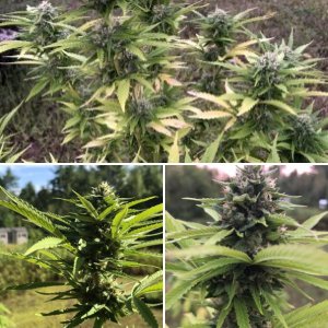 SunnyVale Farms 2019