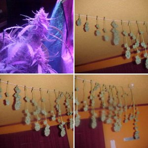 Gorilla Glue Harvest