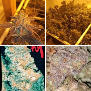 BACK IN THE SADDLE AGAIN