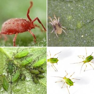 pest i have fought in the past couple years i have been growing