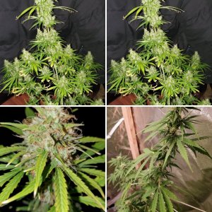 Indoor winter 2020 session 1