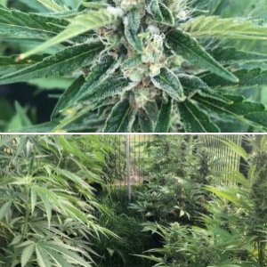 Goldflower auto, Gelato fem, Bruce Banner fem.