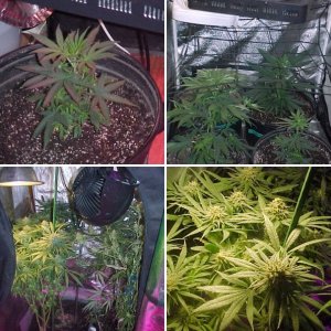 updated grow