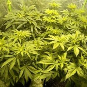 Happy Girls! Patience is rewarded generously.