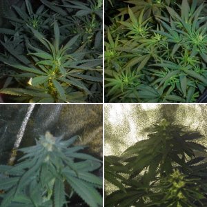 NEW GROW  Last Grow 2020