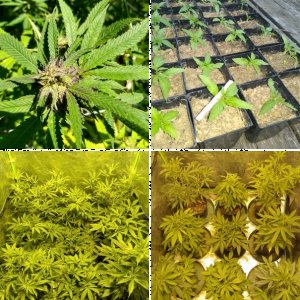 New Year, New Plants!