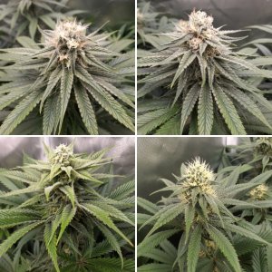 Finishing up the first tent of winter...