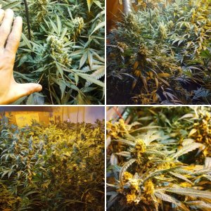 Bruce banner xs narkush