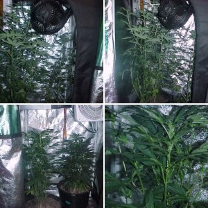 new grow and 2 months grow flowering