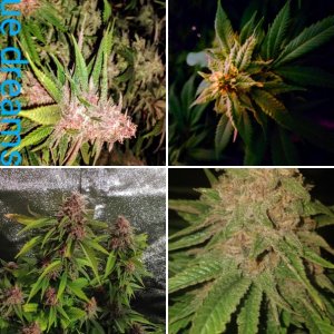 Choice pics from last few grows...