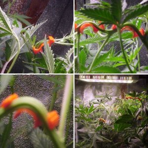 new way to scrog without the net