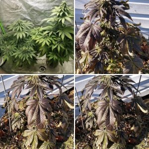 Cackleberry or Maurauder