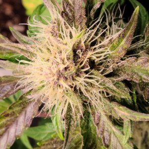 Gorilla cookie autos