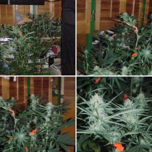 new way to scrog without the net