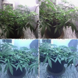 Grows Grows and memories of Grows.