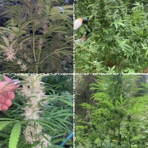 Harvest time 2021!!!