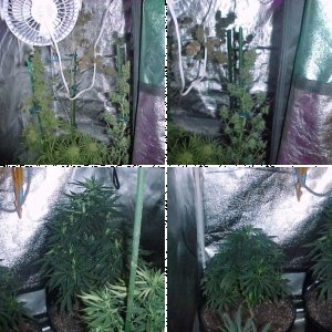 Mrs Frankenstein Update