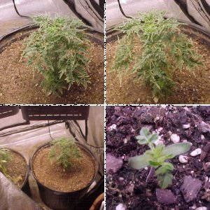 Birth Of new Frankenstein