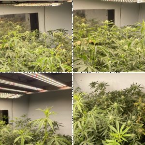 Grows over the years