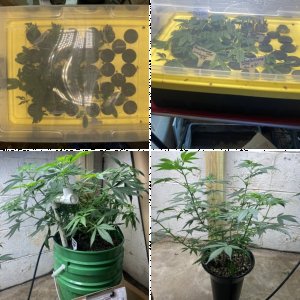 Skunk Mazar  crossing 99 Dawg