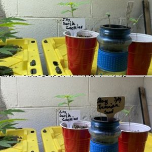 Brother Randall cultivars