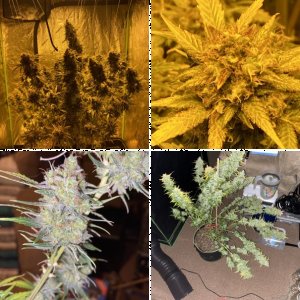 2021: FIRST VA LEGAL GROW