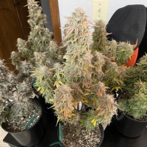 Media of the month contest