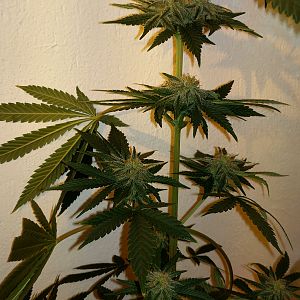 Uncle_Al's grow photos
